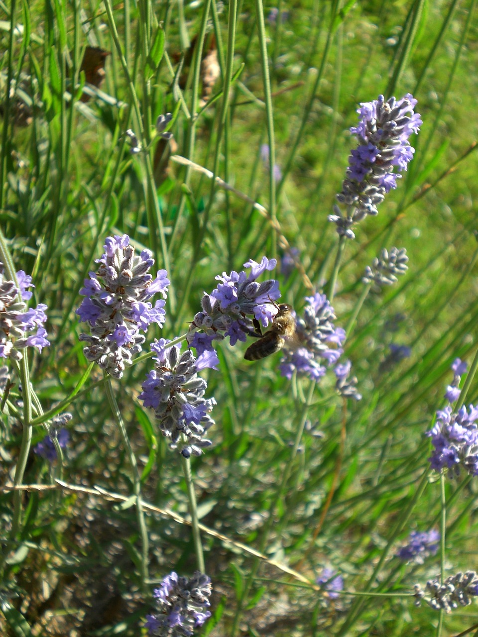 plant lavender meadow nature free photo