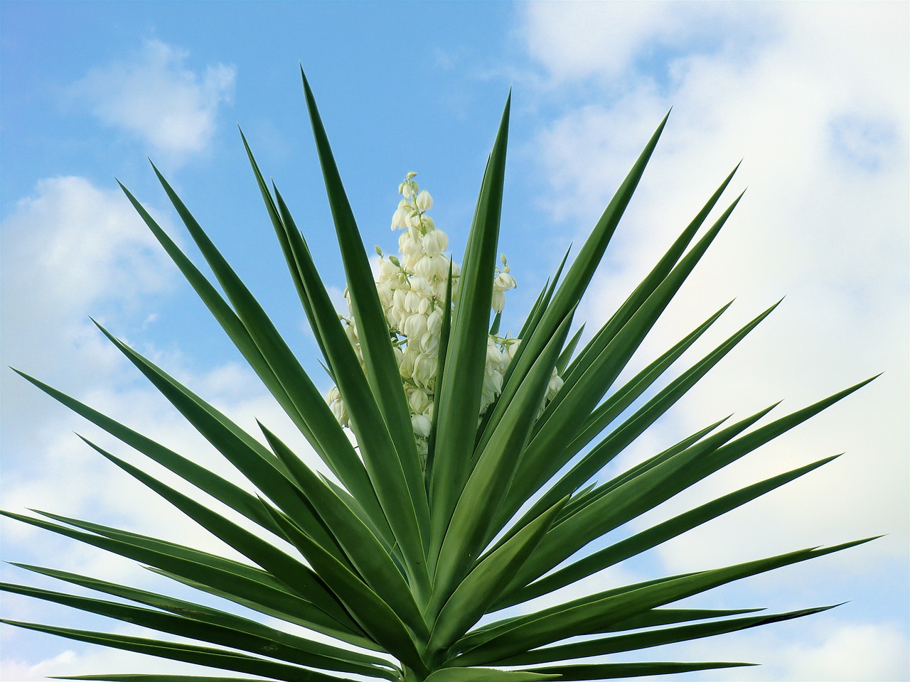 plant sky nature free photo