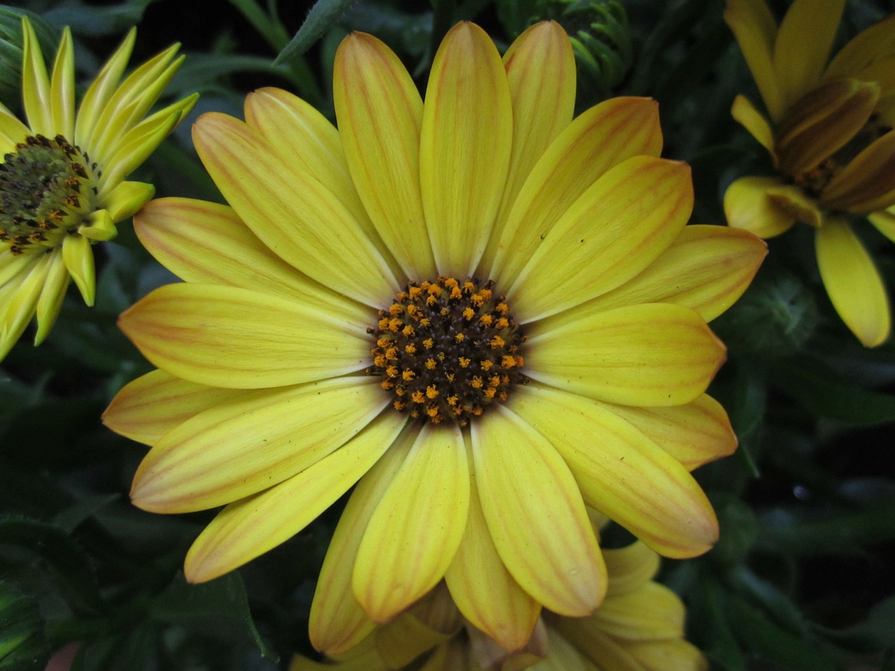 plant flower marguerite free photo