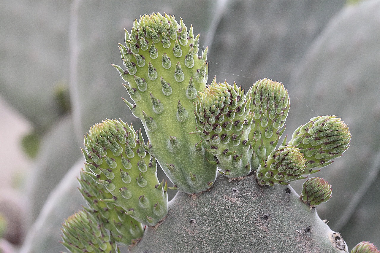 plant  cactaceae  nature free photo