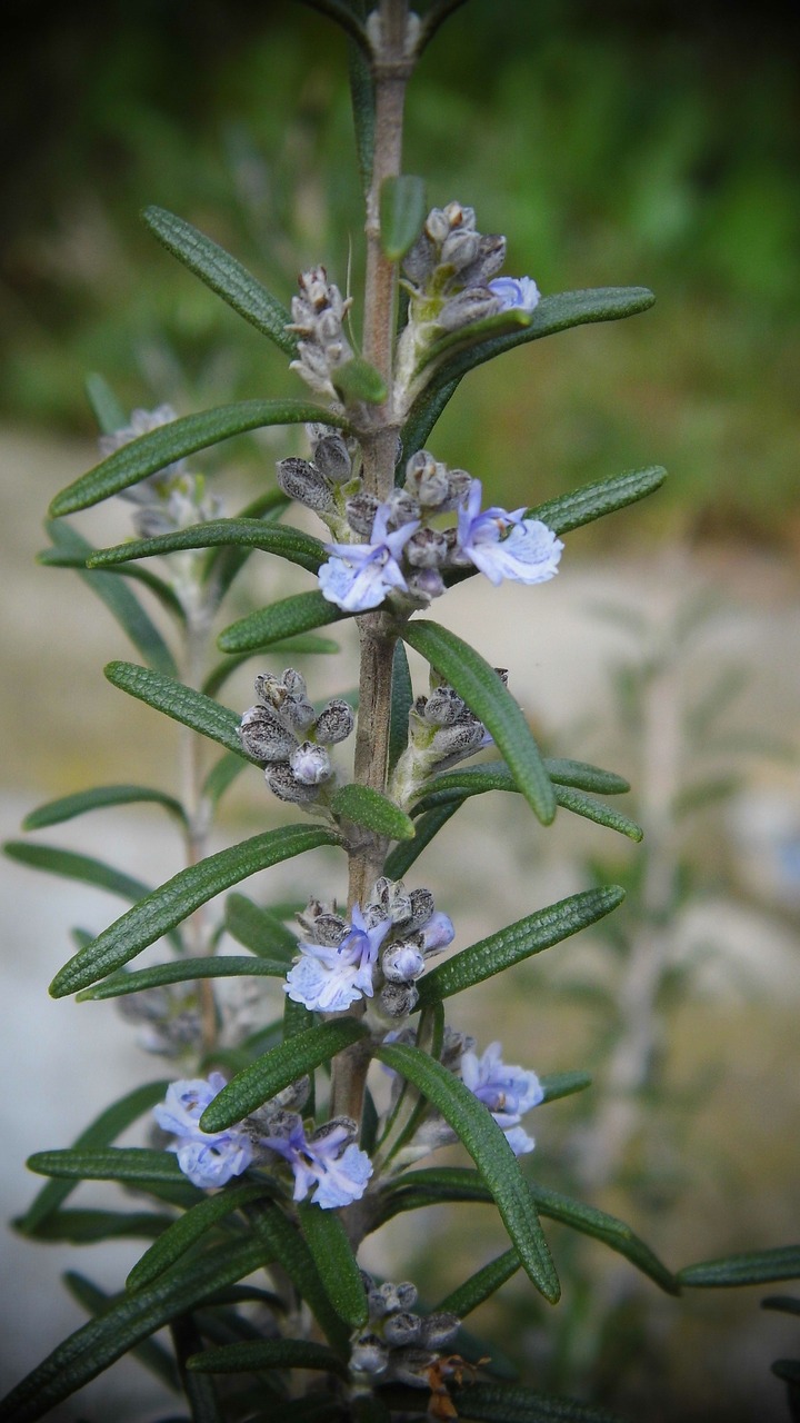 plant  rosemary free pictures free photo