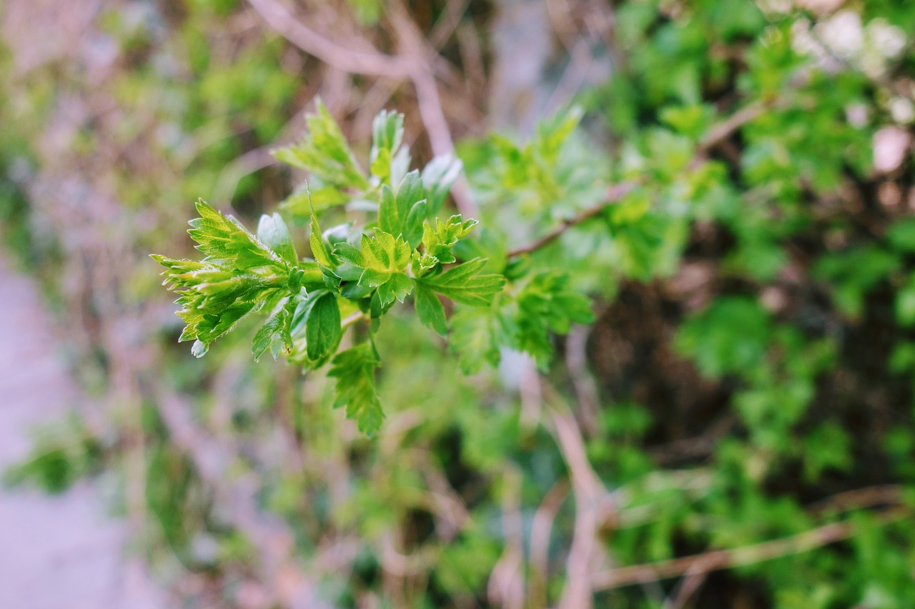 plant  leaf  nature free photo