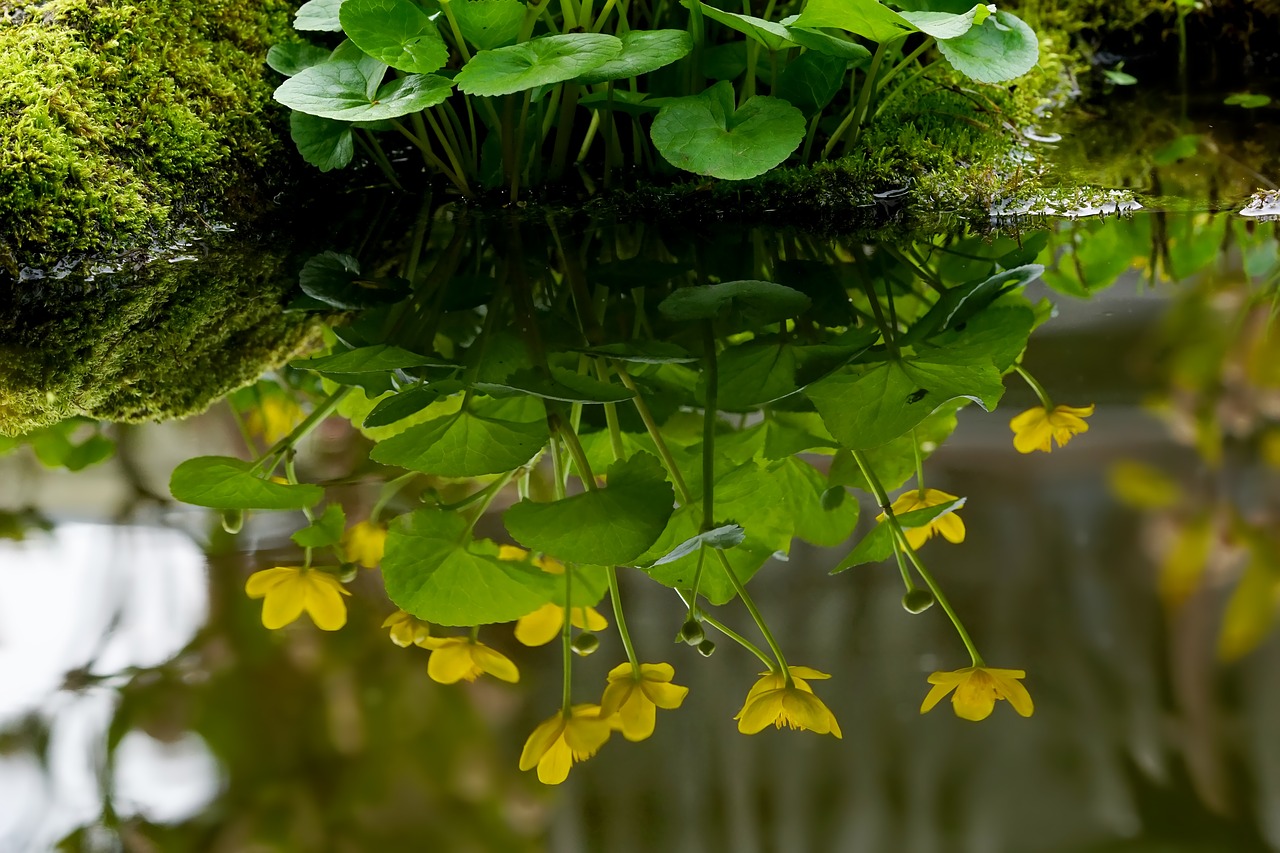 plant  nature  water reflection free photo