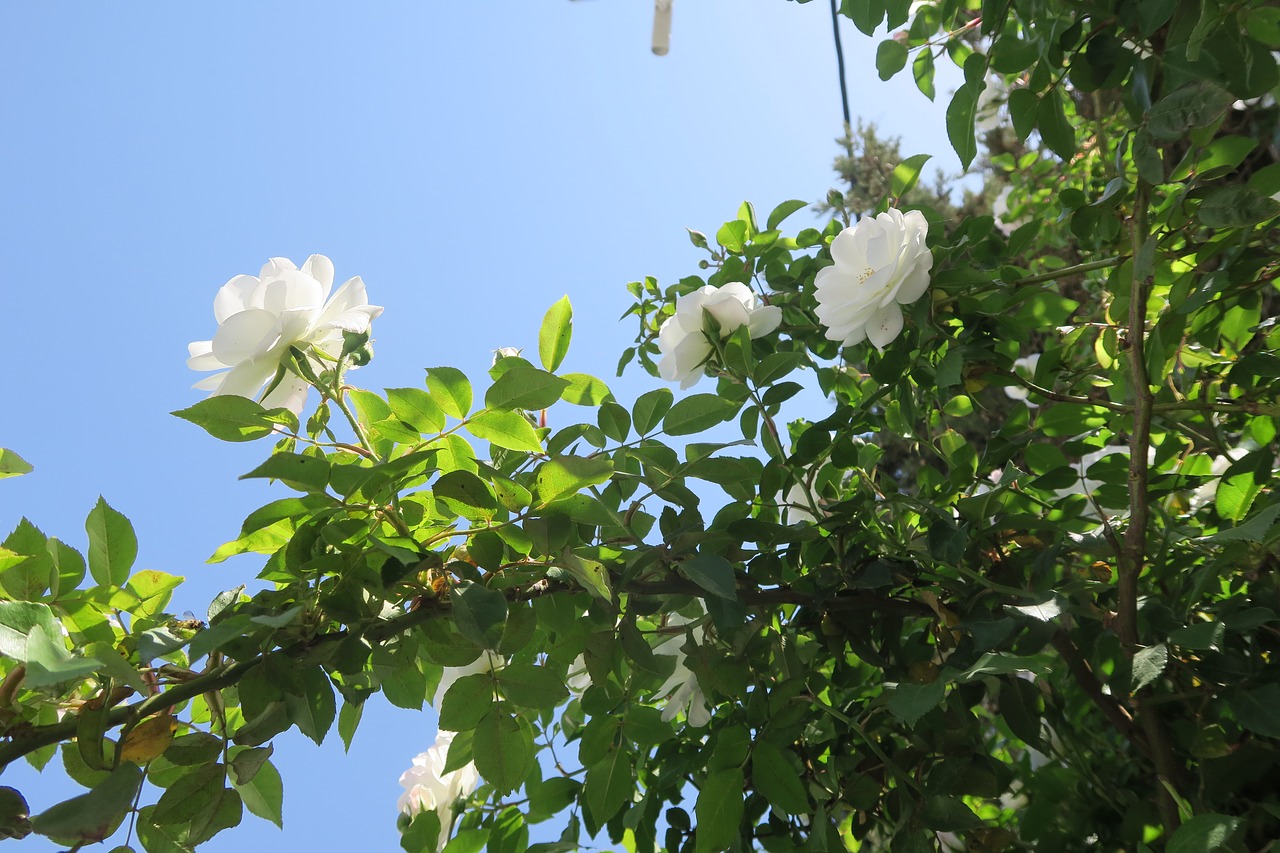 plant  flower  leaves free photo