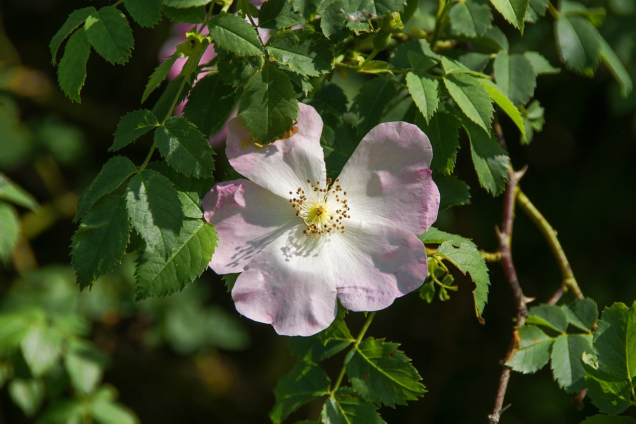 plant  flower  nature free photo