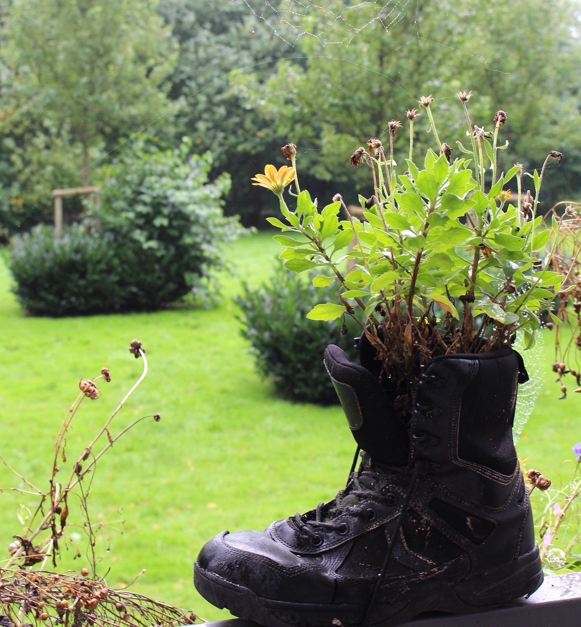 plant  flowers  boots free photo