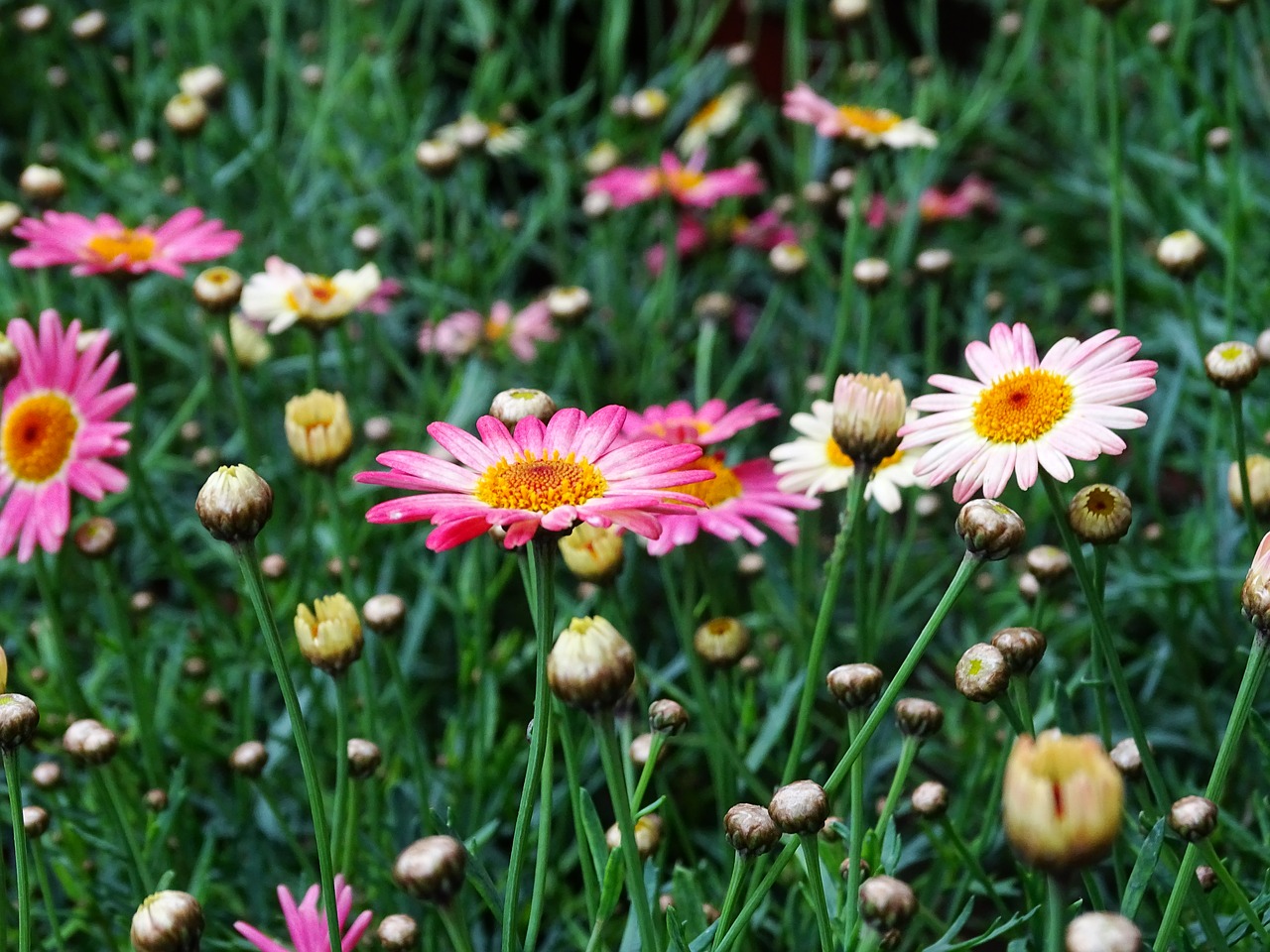 plant  summer  flower free photo