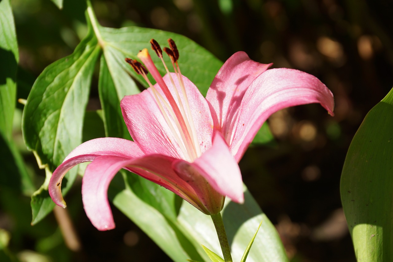 plant  nature  flower free photo