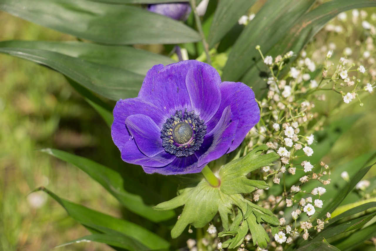 plant  flower  nature free photo