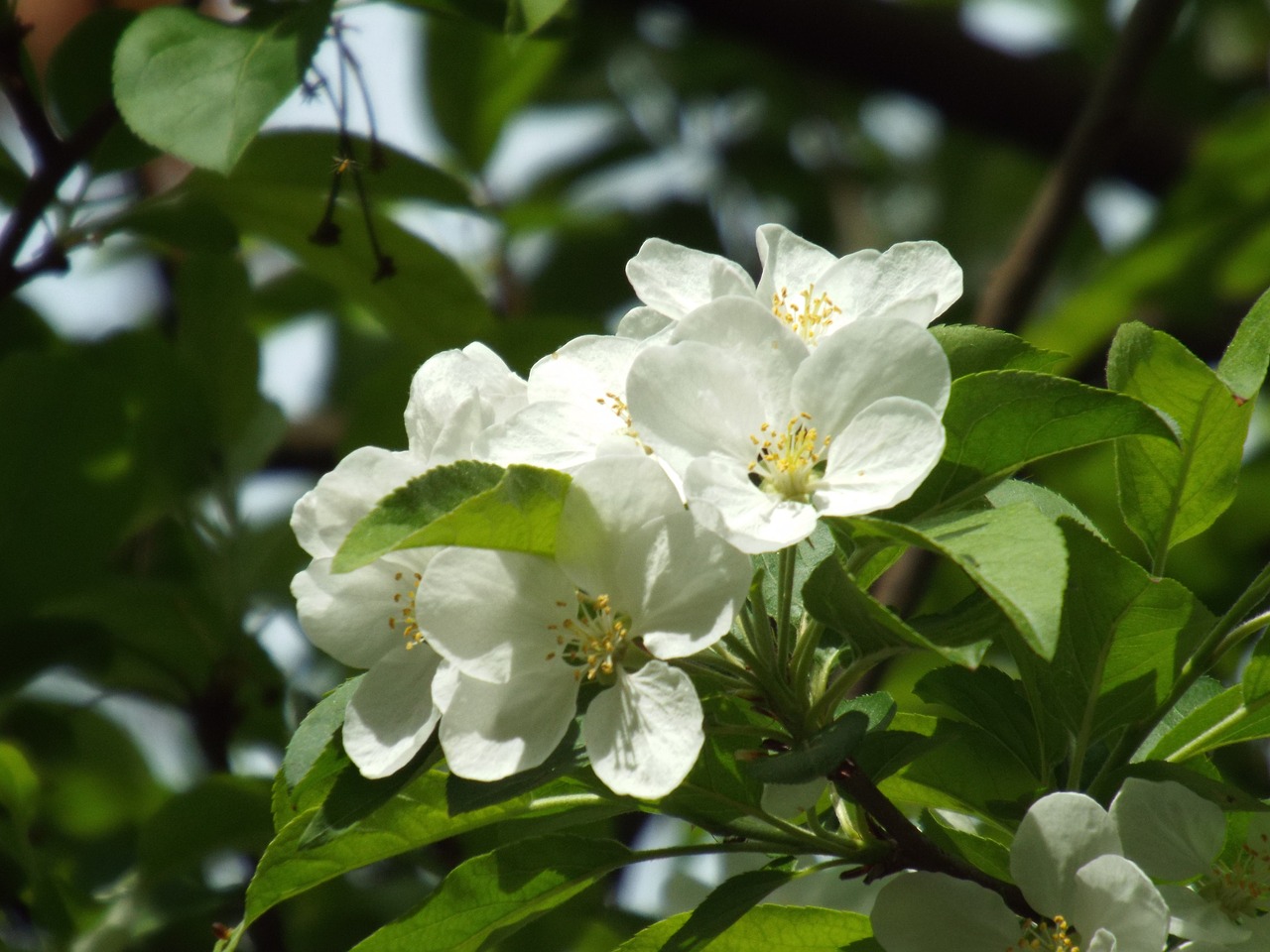 plant  nature  leaf free photo