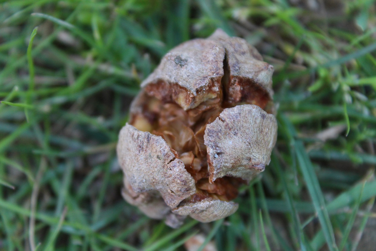 plant  mushrooms  grass free photo