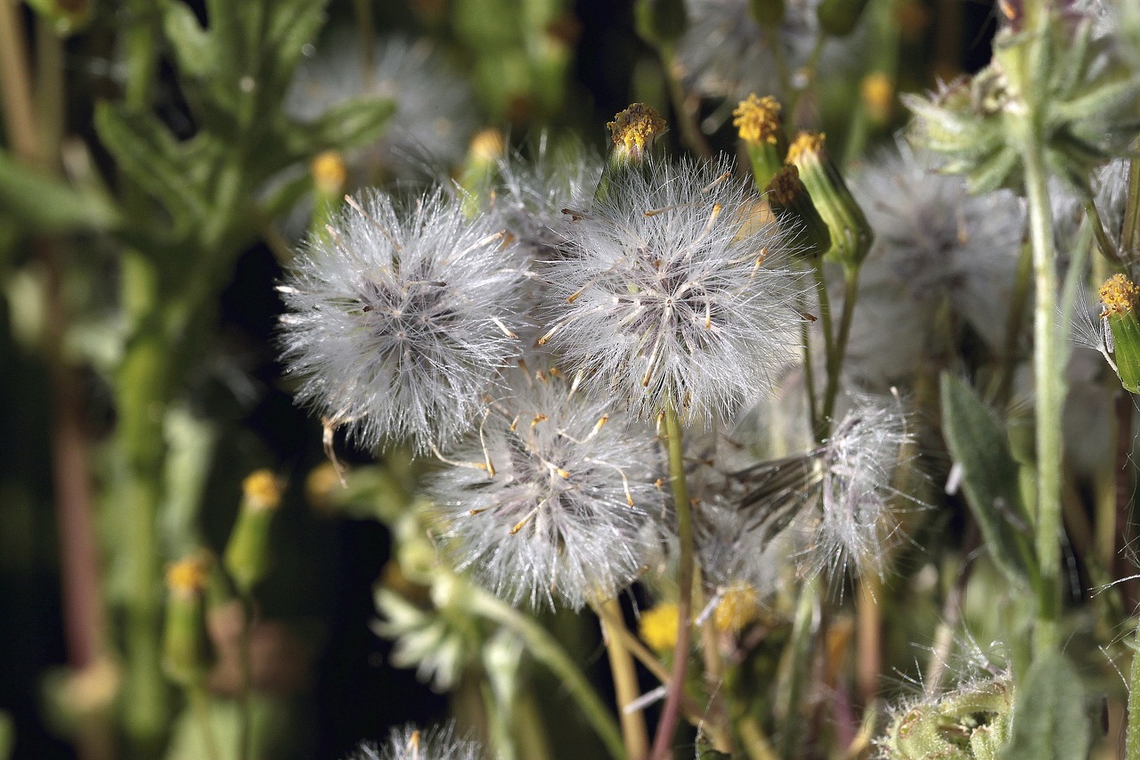 plant  nature  flower free photo