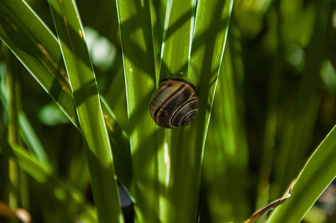 plant  garden  nature free photo