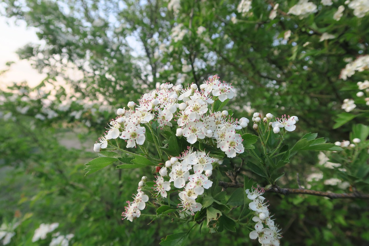 plant  flower  tree free photo