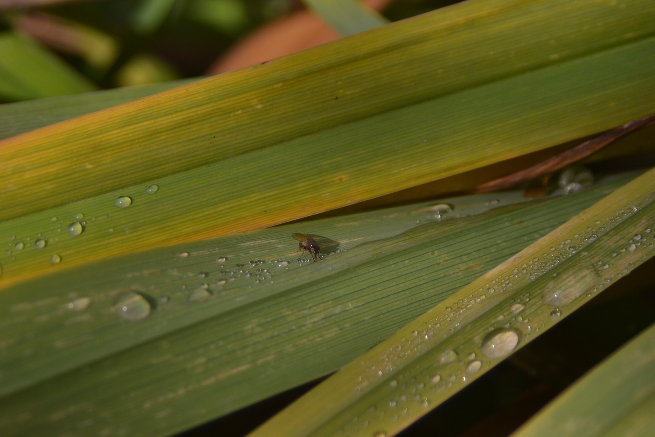 plant  leaf  nature free photo