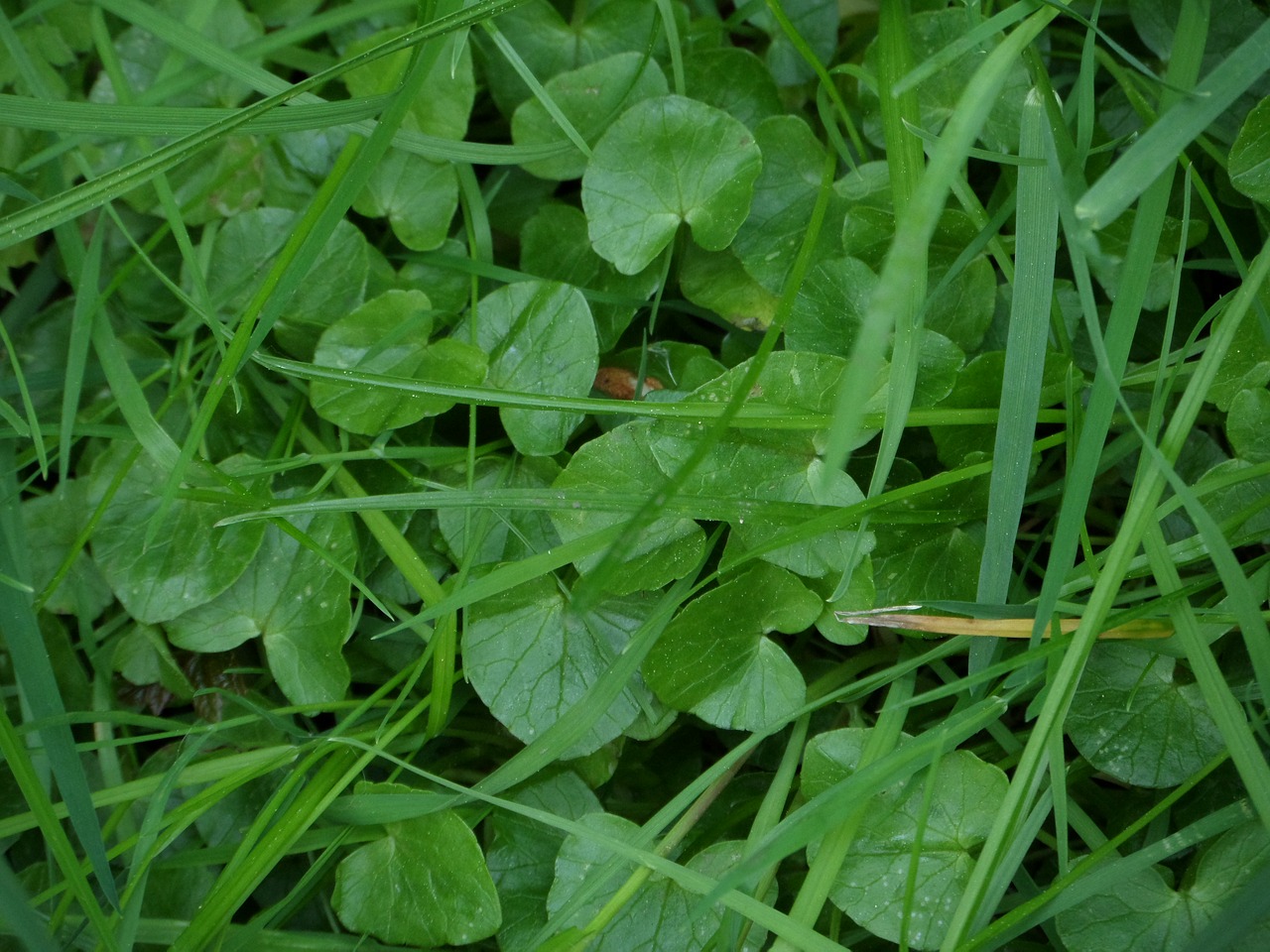 plant  leaf  fresh free photo