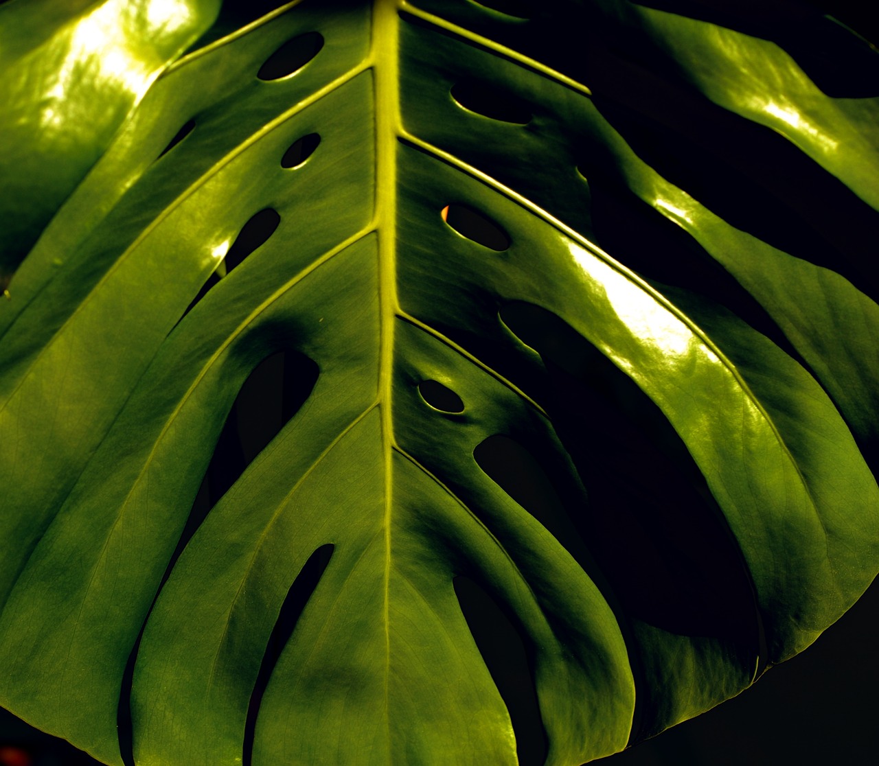 plant  philodendron  sheet free photo