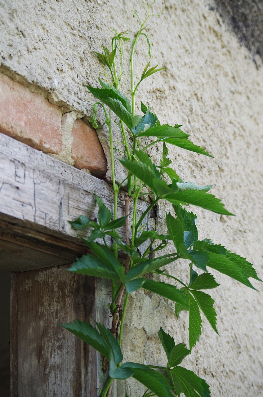 plant  old  wall free photo