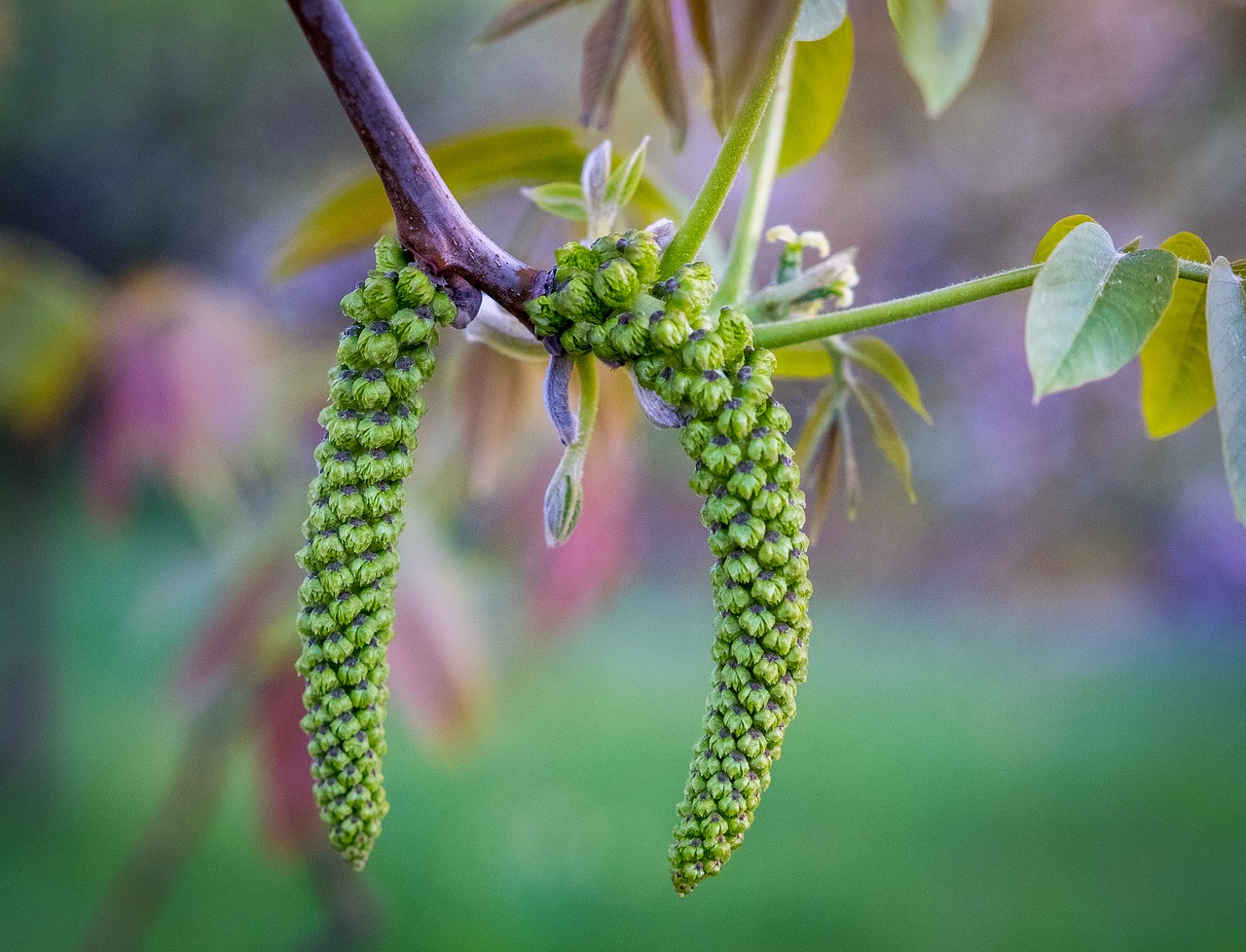 plant  nature  tree free photo