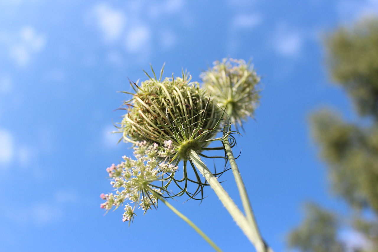 plant  nature  blue sky free photo