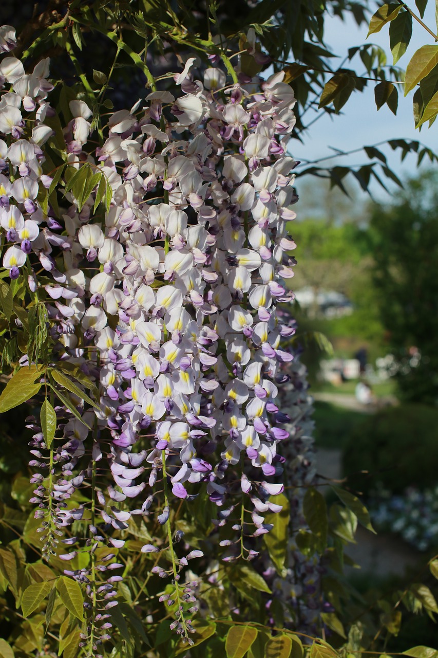 plant  flower  nature free photo