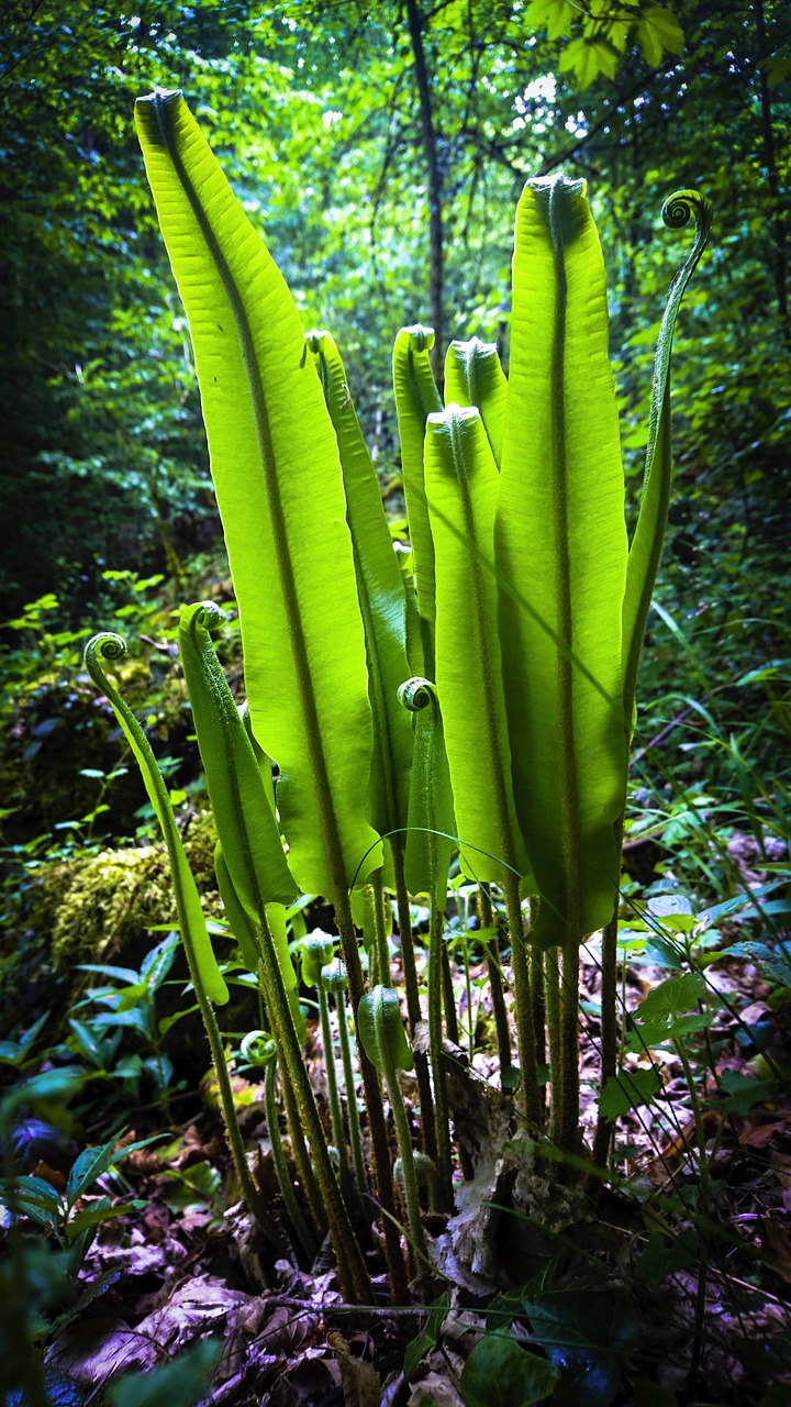 plant  leaf  nature free photo