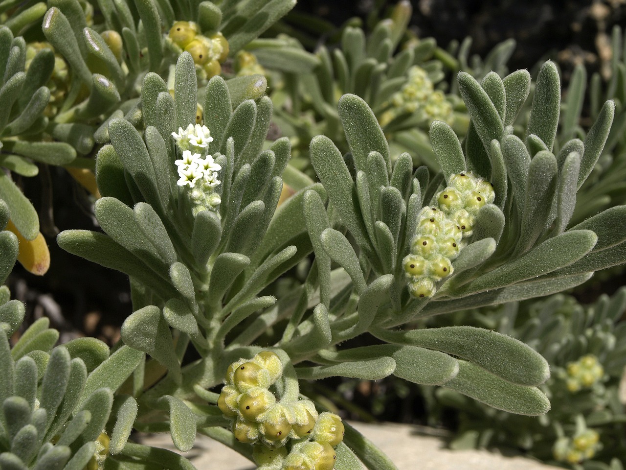 plant small silvery free photo