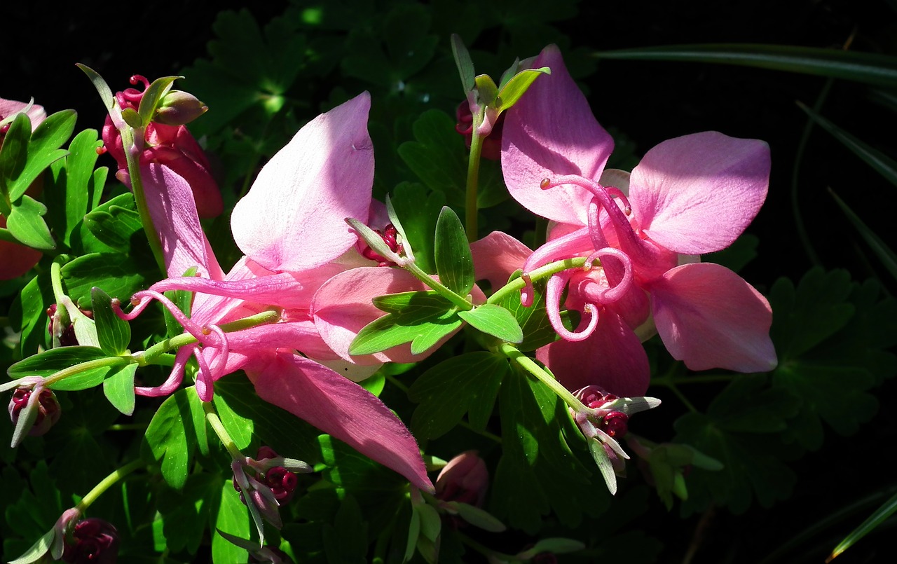 plant  flower  pink free photo