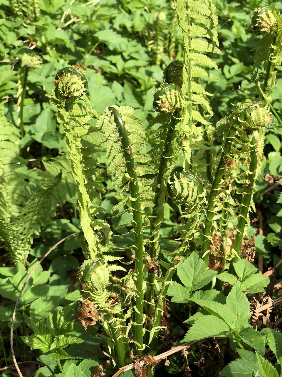 plant  fern  spring free photo