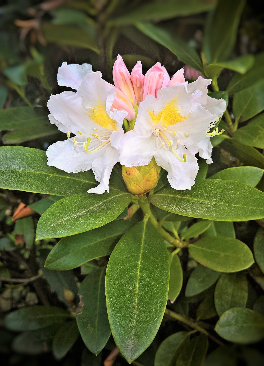 plant  white rhododendron  single bloom free photo