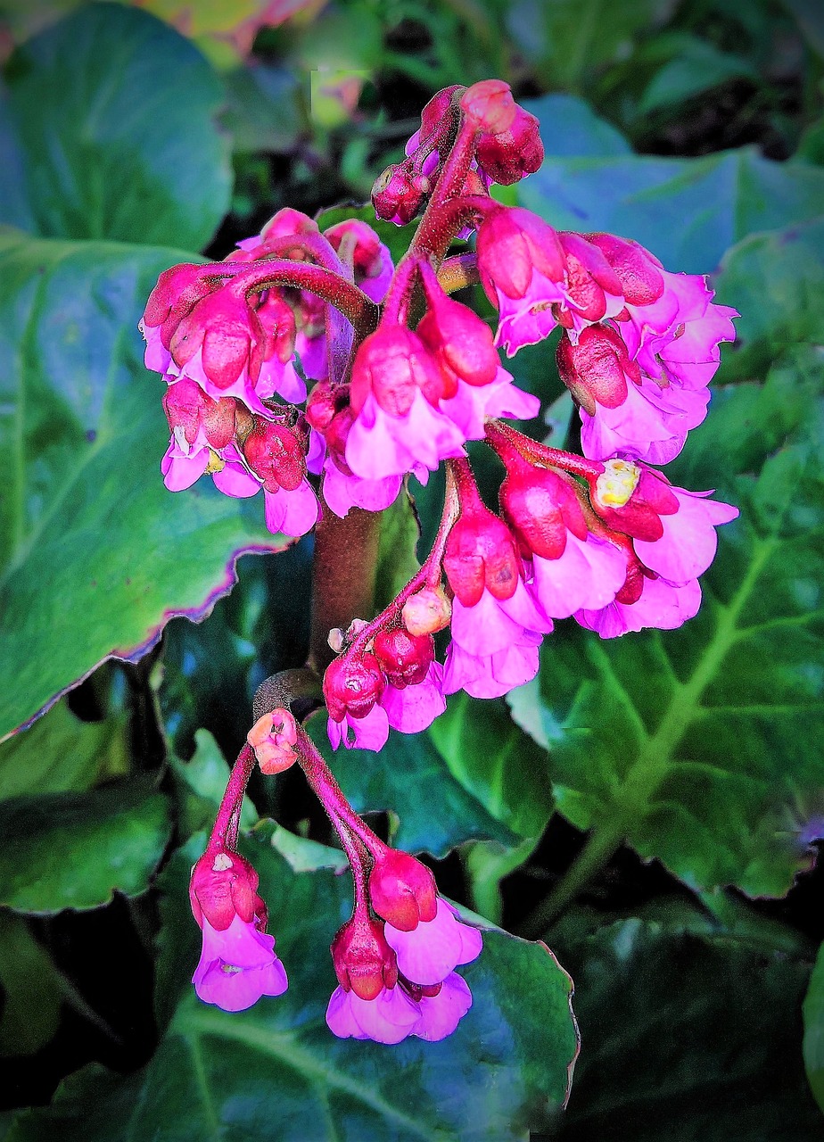 plant  shrub  red pink flowers free photo