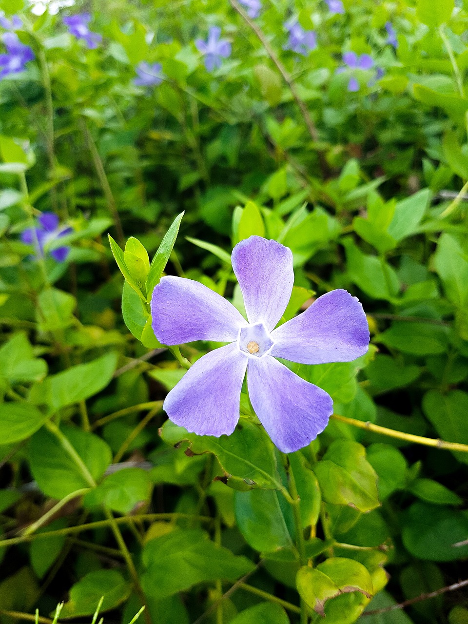 plant  flower  nature free photo