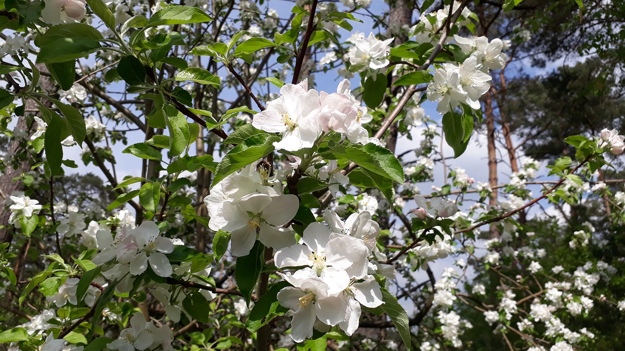 plant  branch  nature free photo