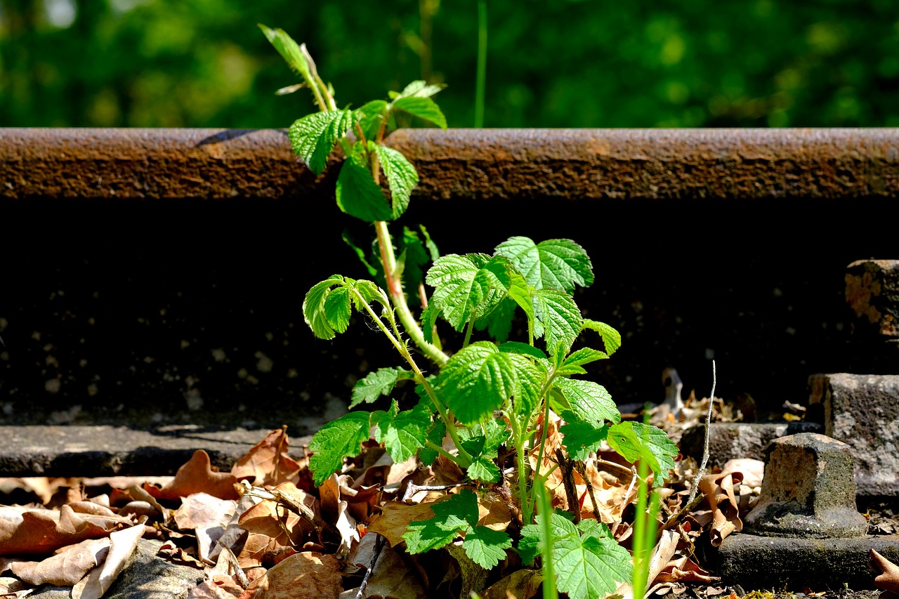 plant  track bed  track free photo