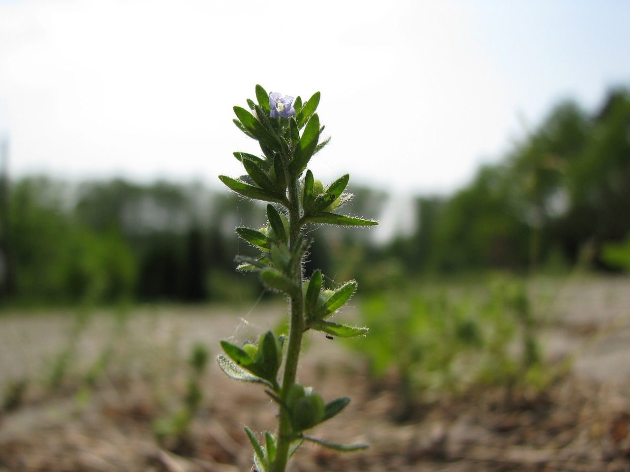 plant  nature  leaf free photo