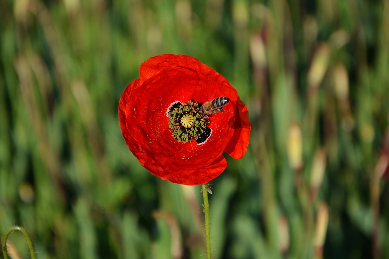 plant  poppy  bee free photo