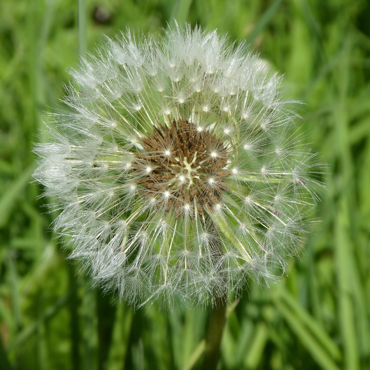 plant  summer  nature free photo