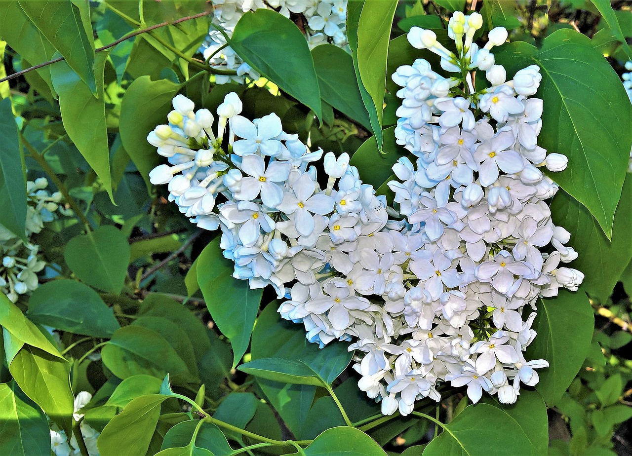 plant  lilac  tree free photo