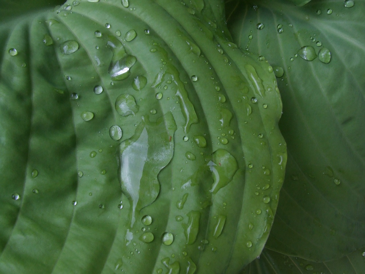 plant leaves green free photo