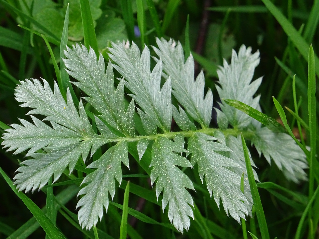 plant  green  close up free photo