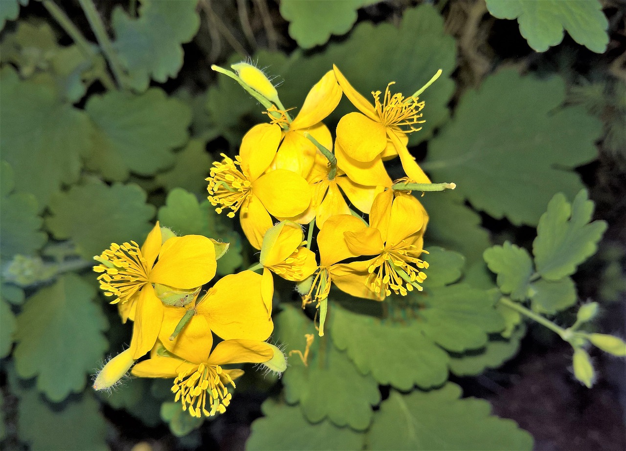 plant  greater celandine  yellow flowers free photo