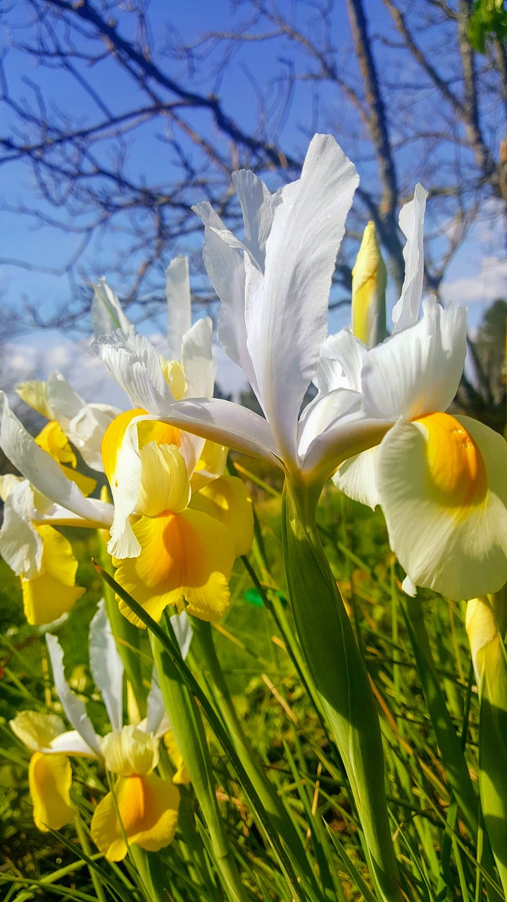 plant  nature  lily free photo