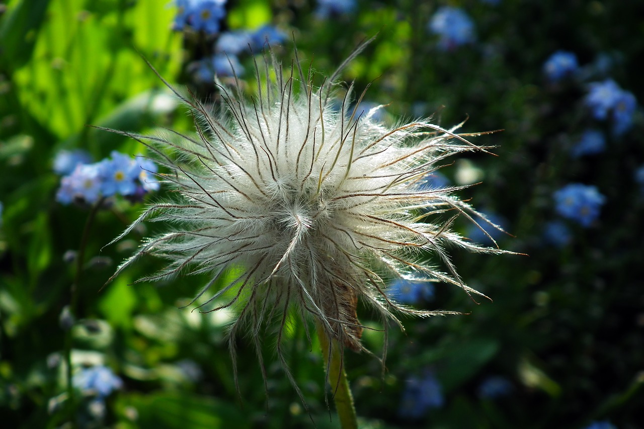 plant  spring  nature free photo