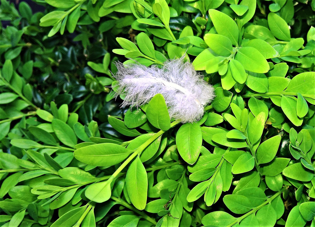 plant  boxwood  fresh new leaves free photo