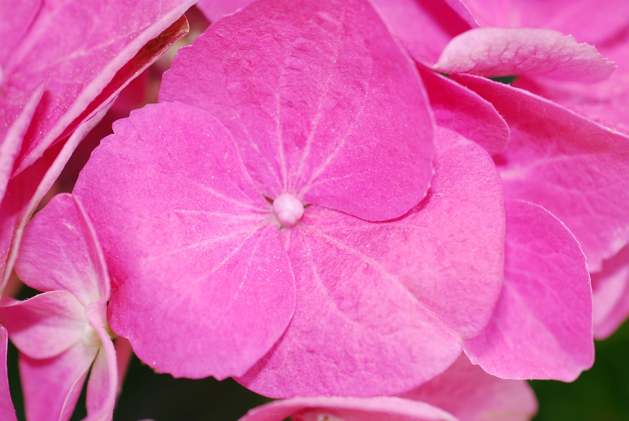 plant  hydrangea  blossom free photo