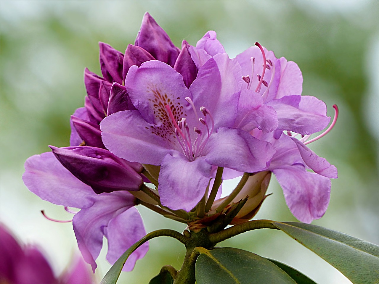 plant  bush  rhododendron free photo