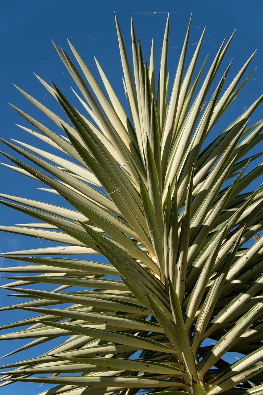 plant  yucca  foliage free photo