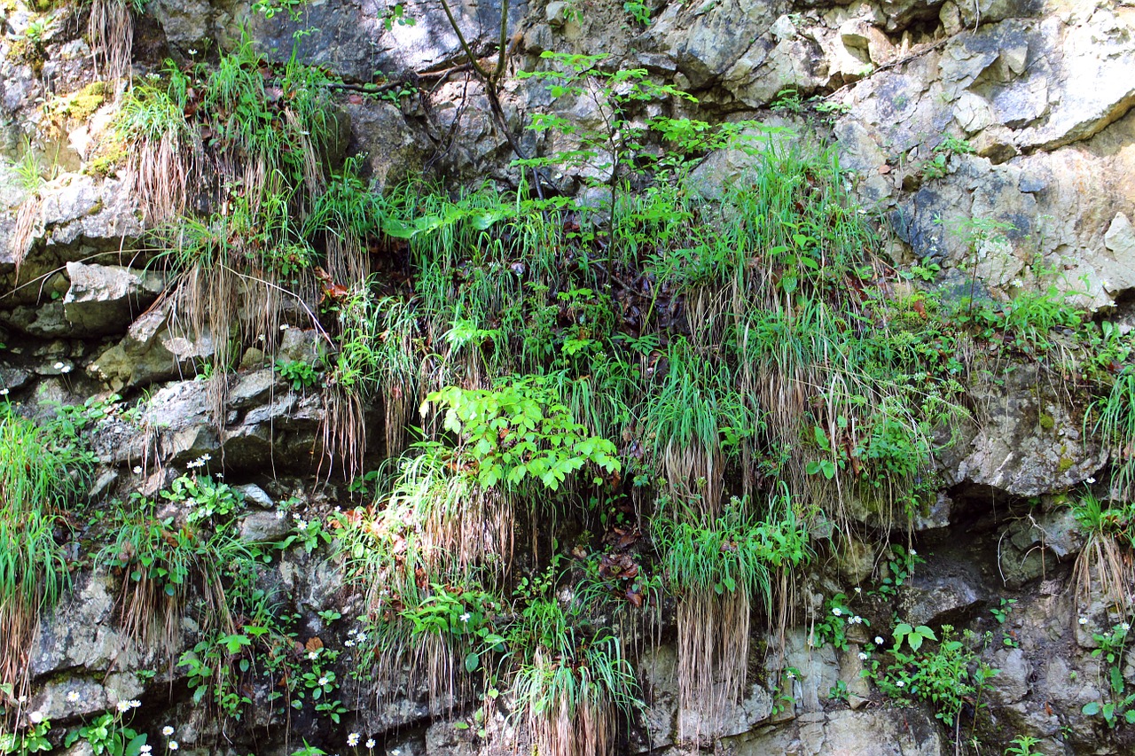 plant rock wall overgrown free photo