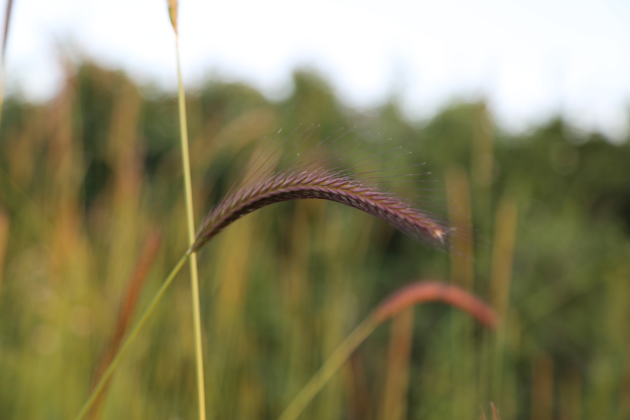 plant  chan  nature free photo