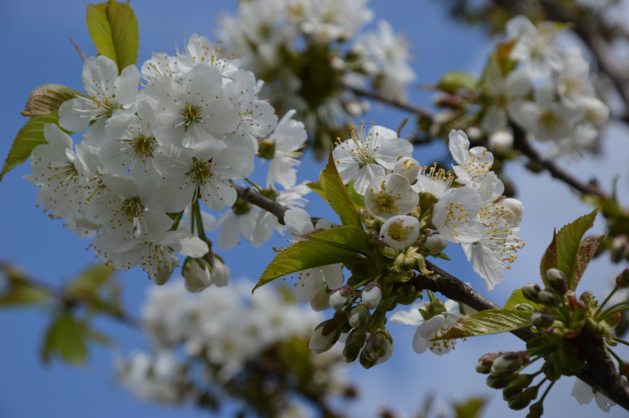 plant  cherry  blossom free photo